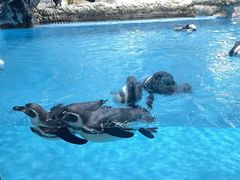 -帝企鹅自助餐厅•儿童岛•真企鹅(长隆企鹅酒店)