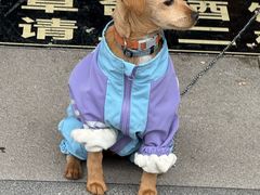 -伟伟宠物医院·CT影像中心·瑞派犬猫综合性门诊(汉口总院)
