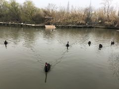 -溱湖国家湿地公园