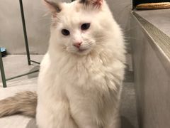 -猫儿山۰猫主题餐厅