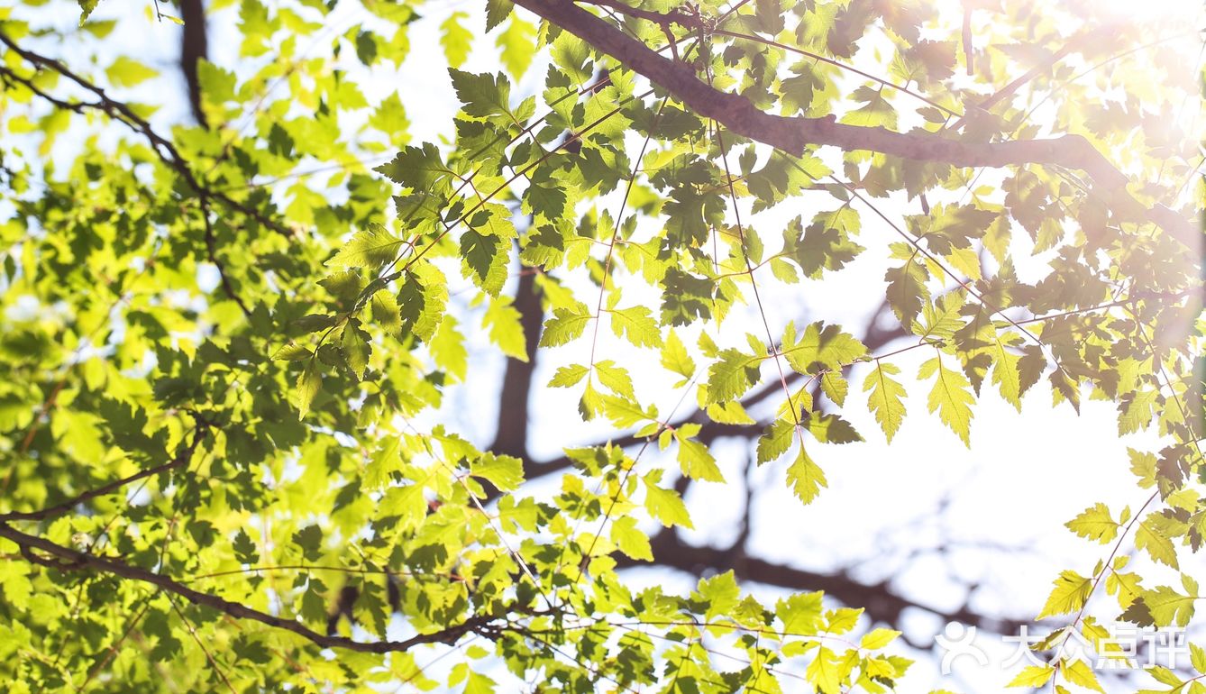 春色正好,游客不少。疫情前只有附近居民饭后来遛达