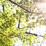 春色正好,游客不少。疫情前只有附近居民饭后来遛达