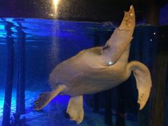 -暹罗海洋世界