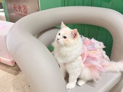 -藏猫猫咖啡主题馆(中央大道店)