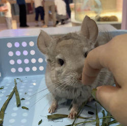 -Moni星球萌宠·小马宝莉·灵蛇·高端高阶全萌宠互动体验俱乐部(红豆国际广场店)