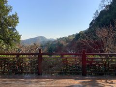 -十八棵（老龙井）御茶园(老龙井店)