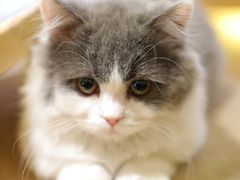 -猫腻·猫咖·撸猫馆(星光大道店)