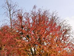 -五缘湾湿地公园
