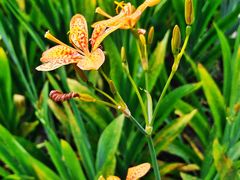 -黑龙江省森林植物园