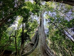 -中国科学院西双版纳热带植物园