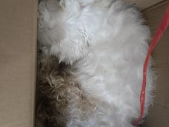 -喵园·猫主题咖啡厅·撸猫·猫咖(国贸店)