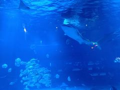 -烟台海昌鲸鲨海洋公园