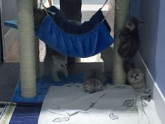 -喵的天空名猫咖啡馆·撸猫·猫舍·用品