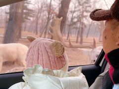 -秦皇岛野生动物园
