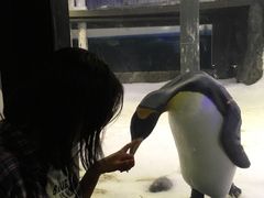 -悉尼海洋生物水族馆