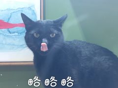 -猫亿天猫咖