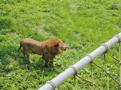 -西霞口神雕山野生动物世界