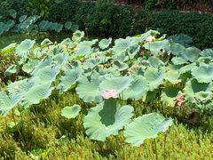 -荔湾湖公园