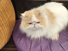 -MOCHA明星猫咖(田子坊店)