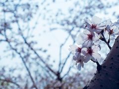 -顾村公园