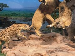 -国家自然博物馆