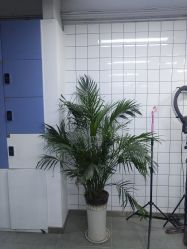 -FC·fashion creativity