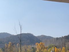 -千年银杏谷文化旅游区