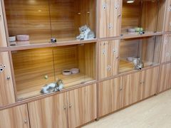 -猫十亿·布偶金渐层·曼基康矮脚猫舍(青年路店)