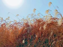 -扬子江公园