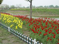 门面-荷兰花海