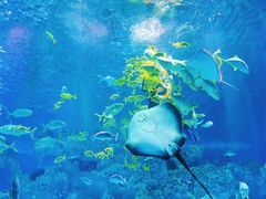 -芜湖新华联大白鲸海洋公园