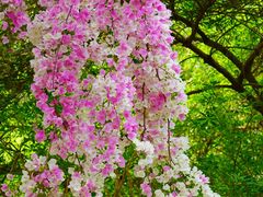 -深圳国际园林花卉博览园