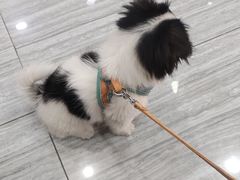 -瑞派名望志远动物医院·猫科·內科·异宠专科(直港大道店)