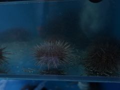 -海胆小馆(东北水饺·春柳店)