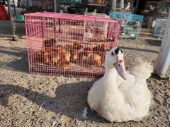 -中环花鸟鱼虫市场