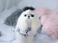 -萌宠之家·腊肠犬·马尔泰·小体犬舍