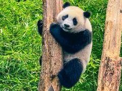 -卧龙中华大熊猫苑神树坪基地