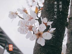 -龙坞茶村