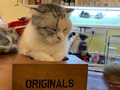 -猫色咖啡·猫咖