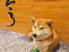 -柴务处·柴犬主题狗咖