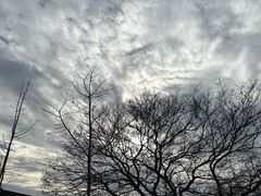 -上海佘山国家森林公园天马山园