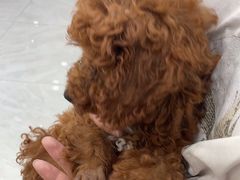 -安安宠医宠物医院·异宠·犬猫内科(岳阳分院)