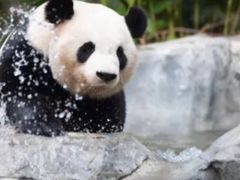 -灵玲国际马戏城