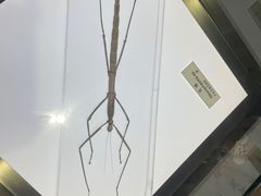 -上海昆虫博物馆