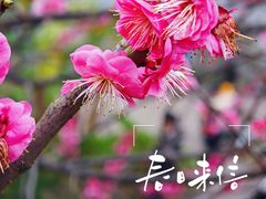 -重庆彩云湖湿地公园