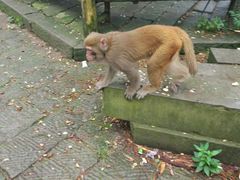 -重庆雨台山风景区