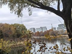 -大兴滨河森林公园