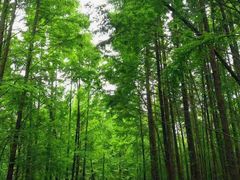 -桤木河湿地公园