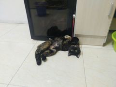 -纳吉亚猫专科动物医院博雅分院