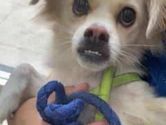 -圣宠动物医院·犬猫专科·影像中心·外科中心